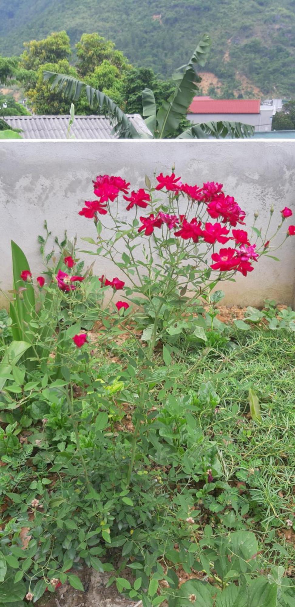 Milk Milk Homestay Yen Minh 客房 照片